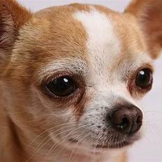 Chihuahua Mexi Xaxo (Xaxo) (R.I.P.)