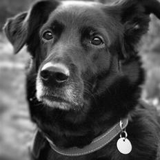 Blanding af racer Trunte (2002-2015)