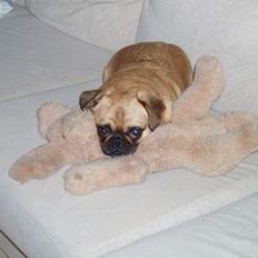 Blanding af racer Obelix (Mops/pekingeser)