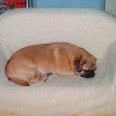 Blanding af racer Obelix (Mops/pekingeser)