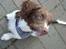 Engelsk springer spaniel mickey - lillebitte mickey 
