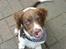 Engelsk springer spaniel mickey