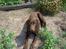 Labrador retriever Basse