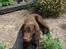 Labrador retriever Basse