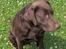 Labrador retriever Basse