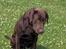 Labrador retriever Basse