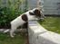 Engelsk springer spaniel mickey