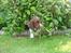 Engelsk springer spaniel mickey