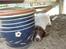 Engelsk springer spaniel mickey
