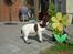 Engelsk springer spaniel mickey - mickey elsker blomste