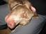 Langhåret Weimaraner Fuchs Vom Jungholz (Død) - Hey.....what´s up