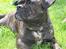 Blanding af racer Luna (R.I.P aflivet 17/1-17) - her ligger jeg lige og nyder livet i mormors kolonihavehus.