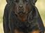 Rottweiler Anna... Mors pige... RIP. - GØR SOM JEG SIGER... eller......