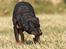 Rottweiler Anna... Mors pige... RIP. - Hold dig fra mit brød... Grrrr....