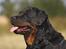 Rottweiler Anna... Mors pige... RIP. - Fotodag m Tosa foto...