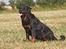 Rottweiler Anna... Mors pige... RIP. - Her kan man rigtig se hvor rund jeg er blevet pga P sprøjten- IK FLERE AF DEM TAK...