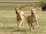Broholmer Thor... evigt savnet.RIP - Thor & Dunse...