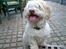 Coton de tulear coco - så giv mig dog den hundekiks! =P