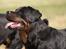 Rottweiler Anna... Mors pige... RIP. - Hvad har du der - ?! Kan det spises... ?! ?!