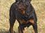 Rottweiler Anna... Mors pige... RIP. - HVAD ?