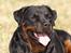 Rottweiler Anna... Mors pige... RIP. - MIN Anna... Elsker dig skattePIge...