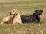Rottweiler Anna... Mors pige... RIP. - Anna  & Dunse,,,