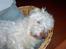 Coton de tulear coco - Coco tar lige en lille lur 