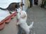 Coton de tulear coco - Coco elsker at lege med min kat =P