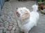 Coton de tulear coco - Bette coco kigger skyer <3<3
