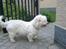 Coton de tulear coco - Må jeg ikk nok løbe derned?? pleazz!!
