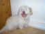 Coton de tulear coco - Er han ikk sød?