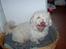 Coton de tulear coco - HeeeJ alle jer derude!! =D