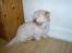 Coton de tulear coco