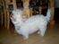 Coton de tulear coco - Bette coco =P