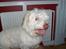 Coton de tulear coco - Har du mad ??