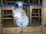Coton de tulear coco - gemme leg :P