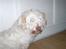 Coton de tulear coco - Se hvor sød jeg kan se ud..