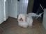 Coton de tulear coco - Coco sidder inde badeværeslet! =D (gammel billede )