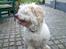Coton de tulear coco - Gider ikk få taget flere billeder har du ikk snart nok!? =P