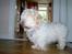 Coton de tulear coco - Farvel , ses vi snart igen? =D