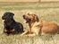 Rottweiler Anna... Mors pige... RIP. - Anna & Thor...