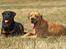 Rottweiler Anna... Mors pige... RIP. - Anna & Thor...