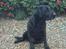 Labrador retriever Taco - død