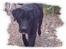 Labrador retriever Taco - død