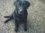 Labrador retriever Taco - død