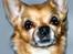 Chihuahua * Sasha, slikmutter* - Velkommen til min profil....Redigeret af det lille blå lyn og den sorte banditrævs moar........