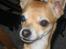 Chihuahua * Sasha, slikmutter* - Samson, Sasha´s lille søn. Flotte fyr. I dag d. 25.11.2007, er han 2 år.. tillykke.