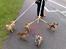 Chihuahua * Sasha, slikmutter* - Gaaaaal, det er svært at gå med 5 små hunde...