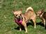 Chihuahua * Sasha, slikmutter* - Sasha til træf....25. maj. 08...