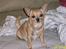 Chihuahua * Sasha, slikmutter* - ...Smil....